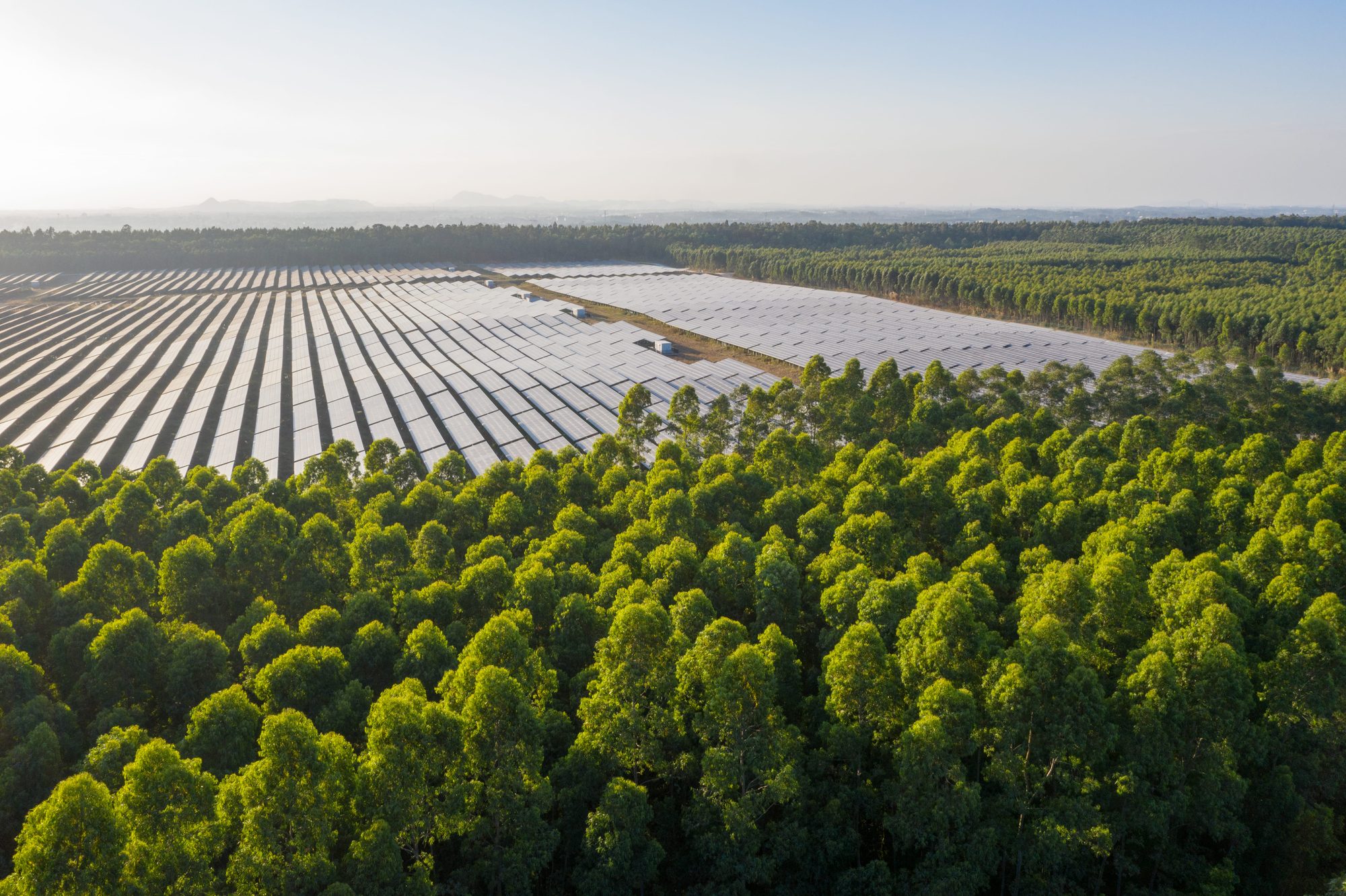 Vista aérea de uma usina solar ao amanhecer, cercada por uma floresta de eucaliptos